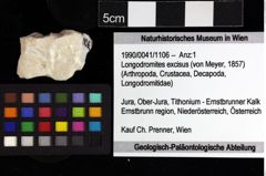 Foto (Objket + Etiketten) von Longodromites excisus (von Meyer, 1857) 